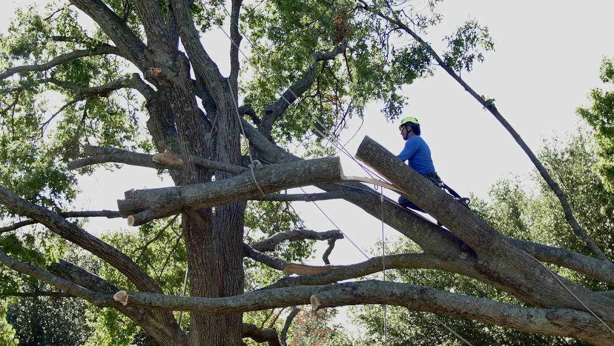 Professional Hazardous Tree Removal performed by certified arborists in Blue Eye